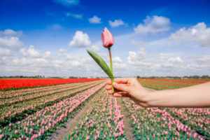 Holland im Frühling - Tulpenliebe