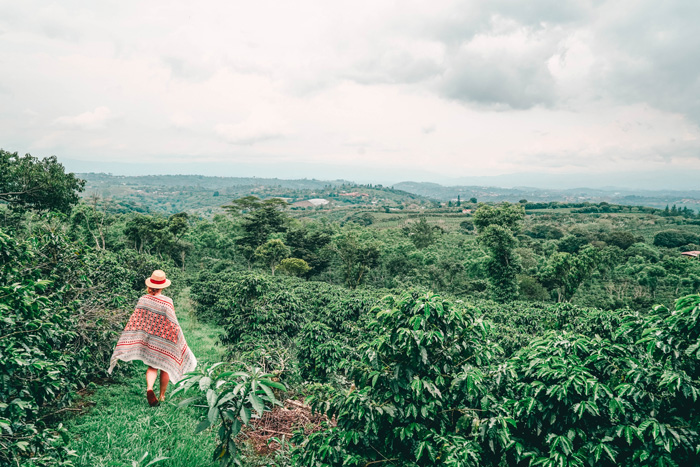 Kaffeeplantage in Costa Rica