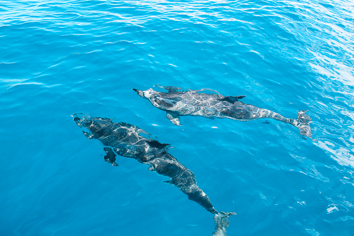 Delfine und Wale vor der Insel La Gomera 
