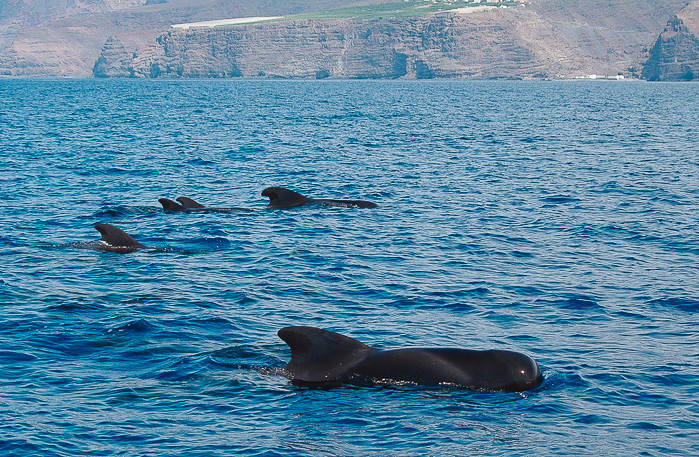 Grindwale vor La Gomera