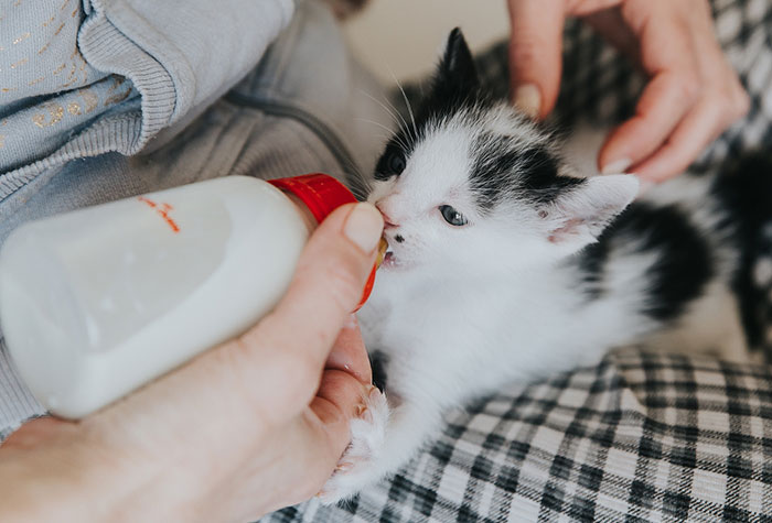 Babykatze aus Bulgarien