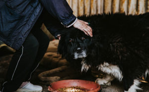 Schwarzer Hund
