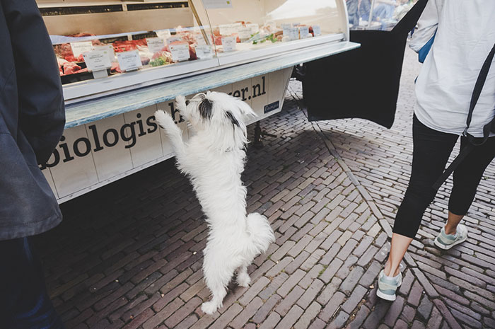 celle Gammeldags hver Hund in Amsterdam