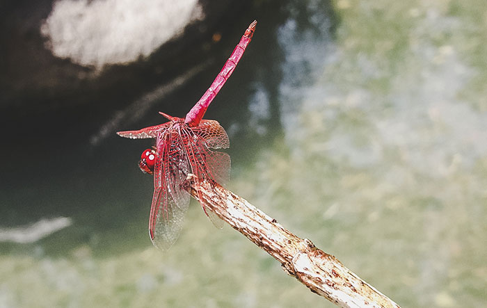 Pinke Libelle