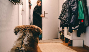Hund alleine zu Hause