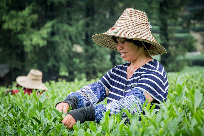 Arbeiterinnen pfluecken Drachentee in China