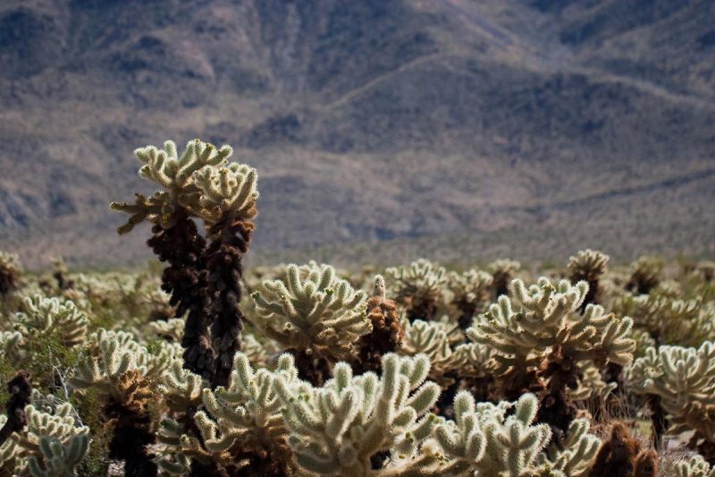 cholla cacatur garden