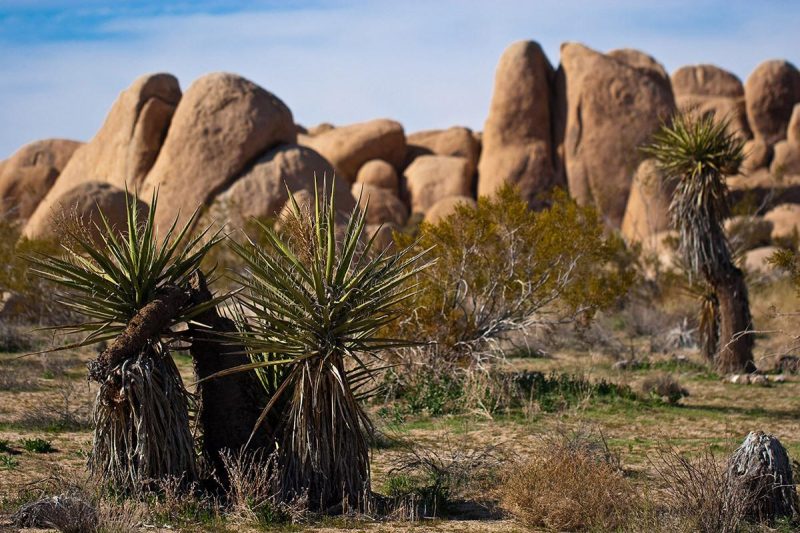 josha tree np