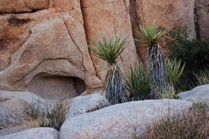 joshua tree nationalpark