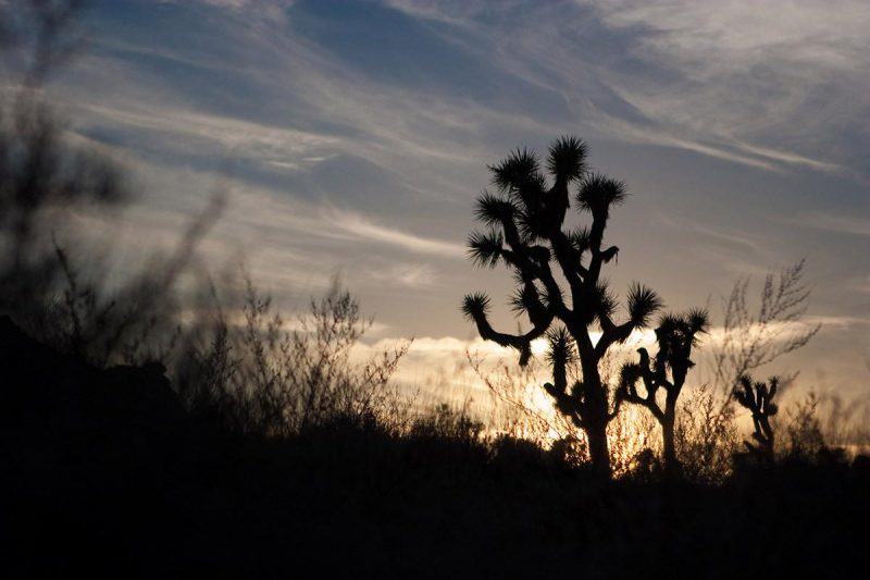 joshua tree sunset