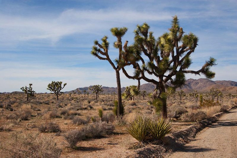 joshua trees