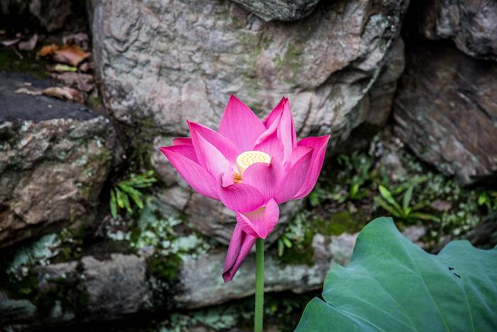 Lotusblume im Garten des Bescheidenen Beamten Suzhou