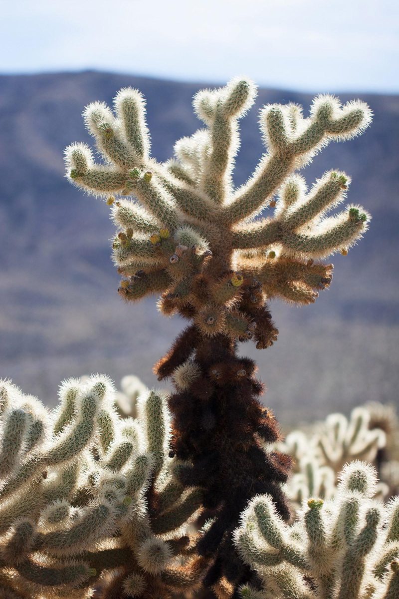 Teddy Bear Cholla