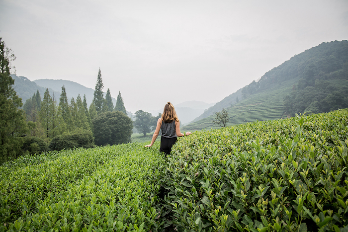 Teeplantage China