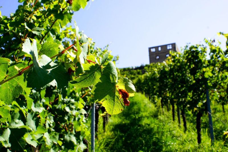 Wochenende in Stuttgart - Y-Burg Weingut Haidle