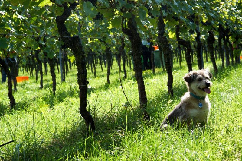 Wochenende in Stuttgart - Weingut Haidle
