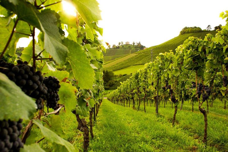 Wochenende in Stuttgart Weinberge