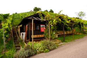 Wochenende in Stuttgart Weinberge Weingut Currle