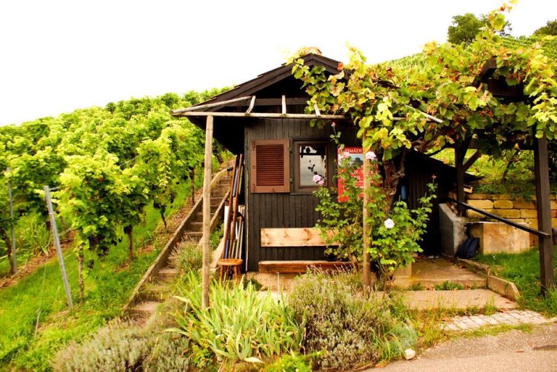 Wochenende in Stuttgart Weinberge Weingut Currle