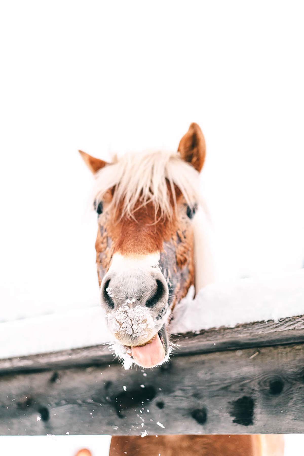 Haflinger