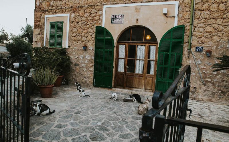 katzen in deia