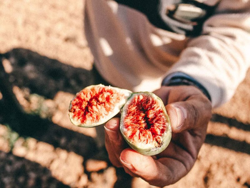 montserrat pons feigen