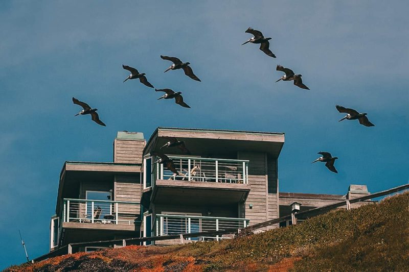 Moonlight Beach Pelikane Kalifornien