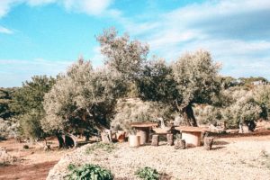 olivenhain mallorca geheimtipps