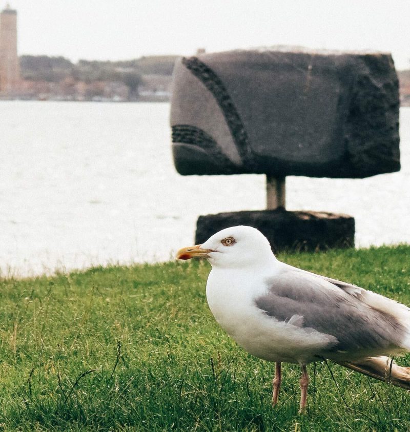 Terschelling Strand Möwe