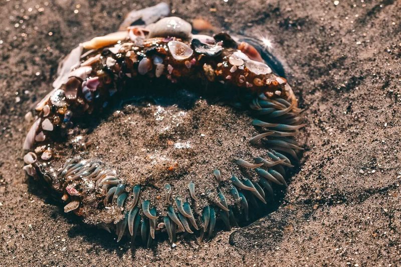 Tide Pools in Swamis Beach
