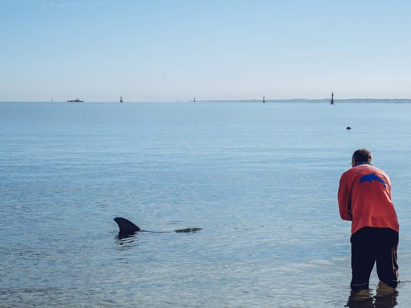 Freiwilligen Dienst Dolphin Discovery Centre
