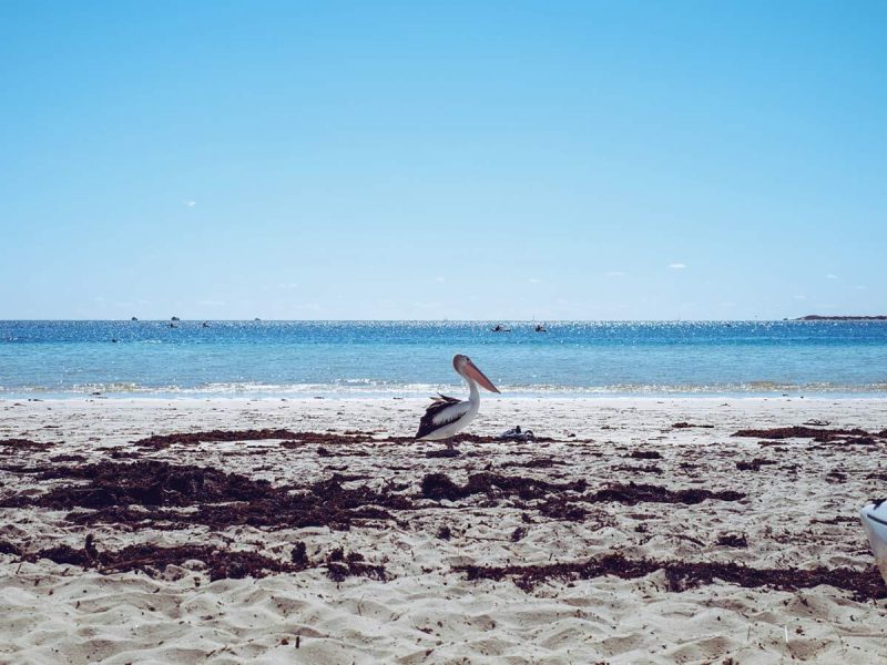 Pelikan Coral Bay Australien