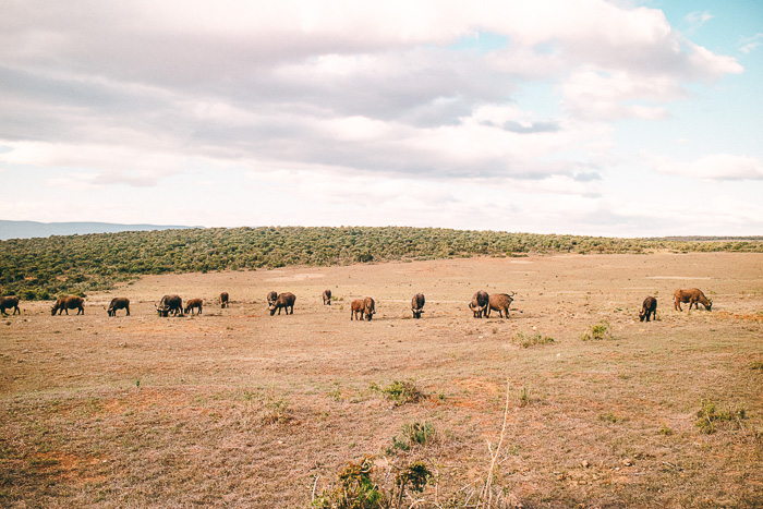 Büffel im Addo Elephant Park