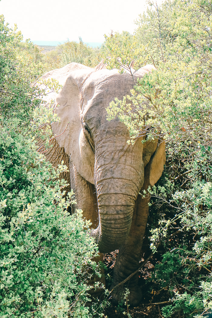 Elefant im Addo Elephant Park