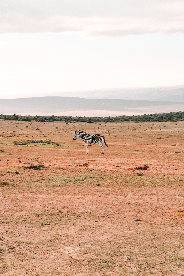 Zebra im im Addo Elephant Park