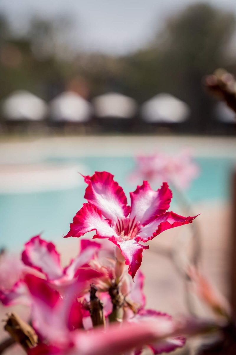 Blume im AVANI Victoria Falls Resort
