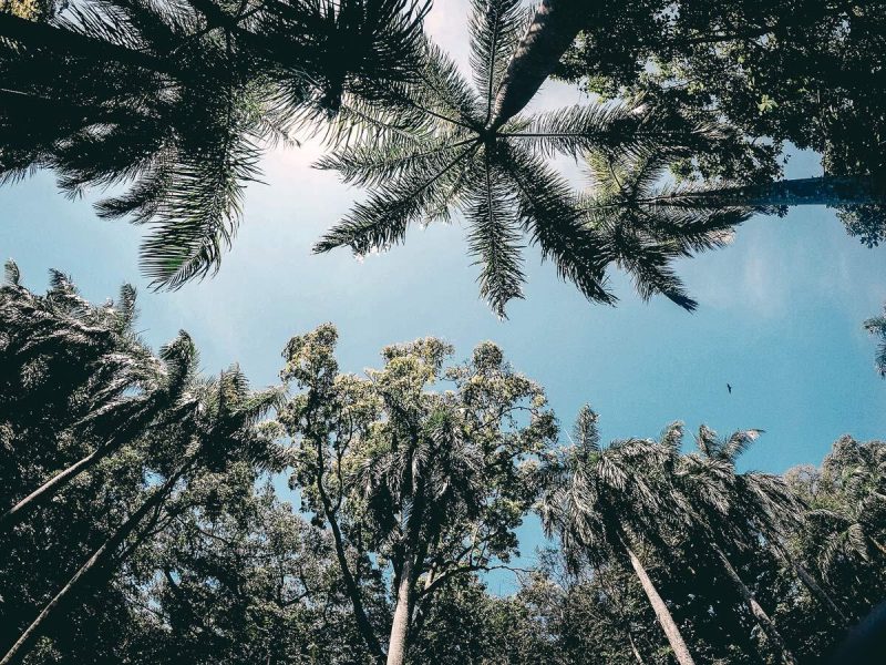 Botanischer Garten Kandy