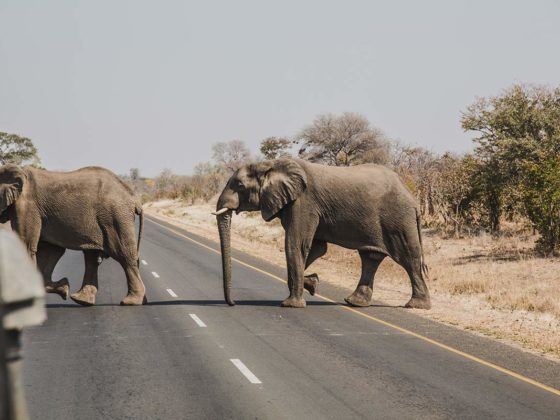 Elefantenherde in Sambia