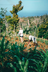 Farming Dominica