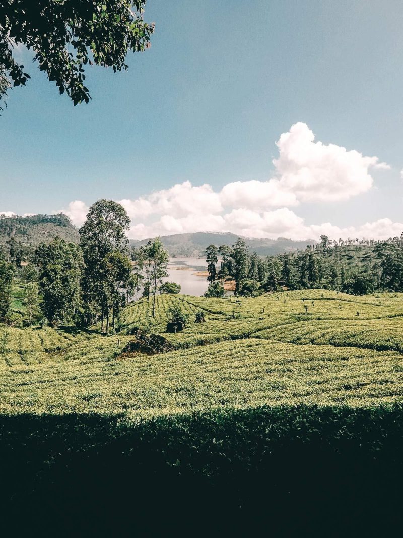 Felder von Sri Lanka