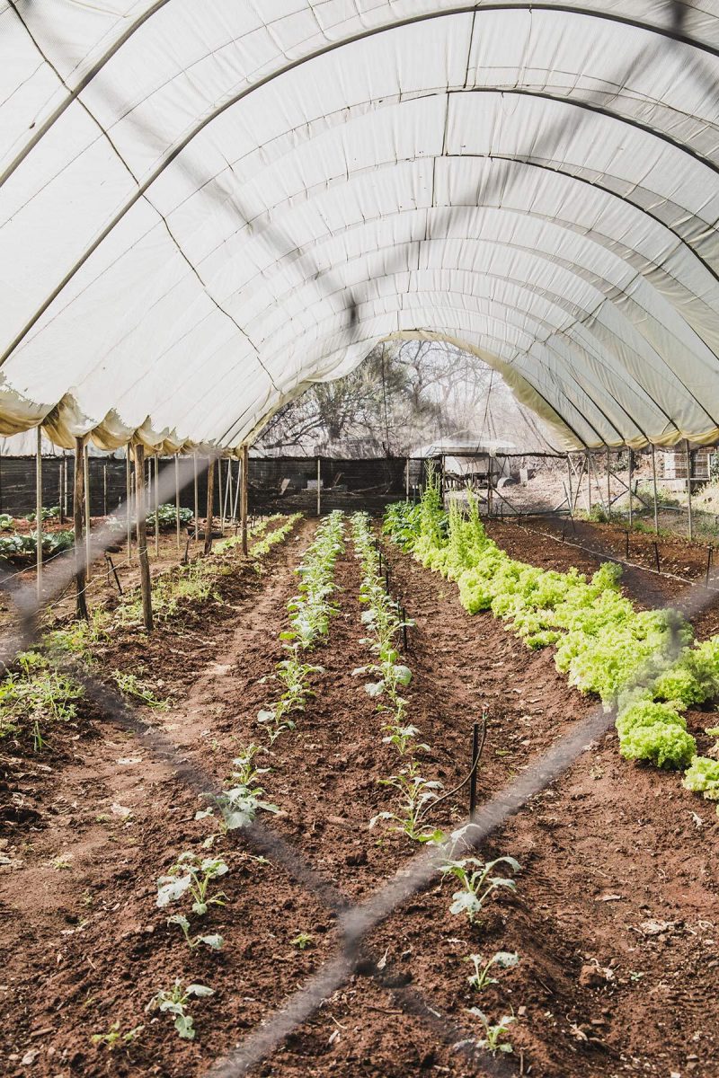 Garten des Royal Livingstone