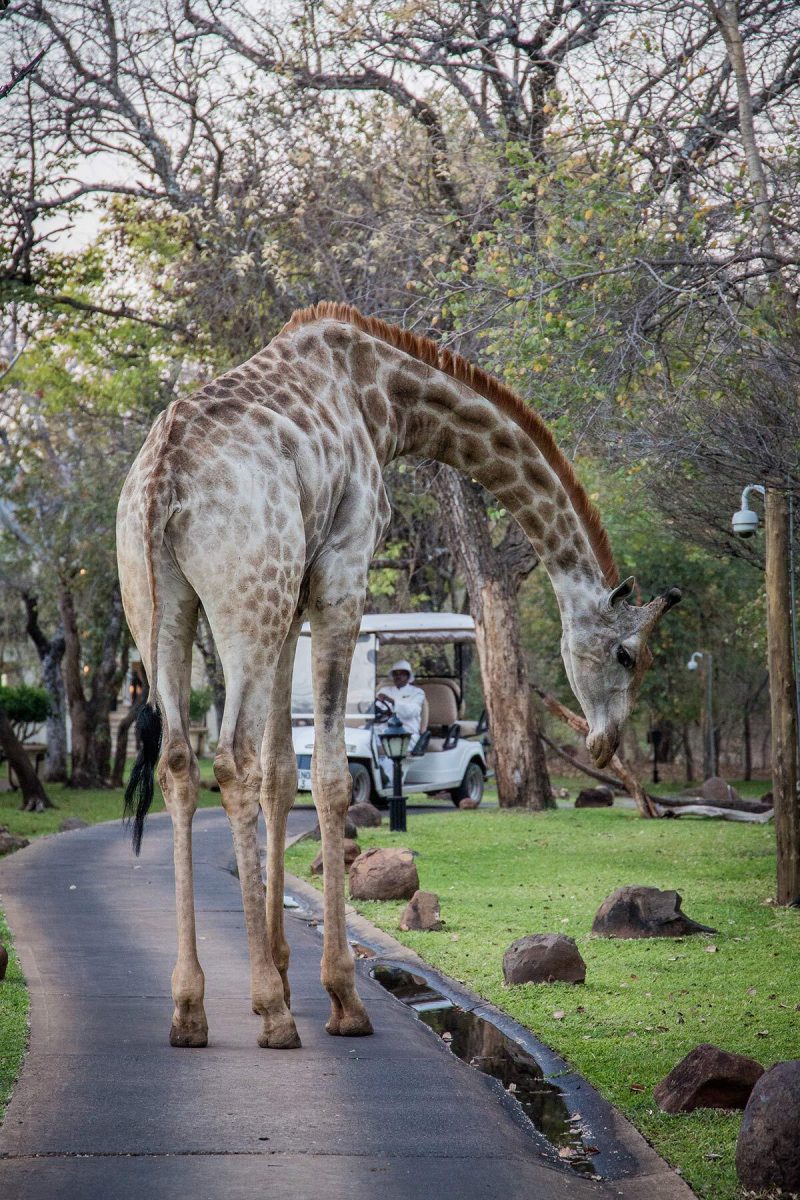 Giraffe im Royal Livingstone Sambia