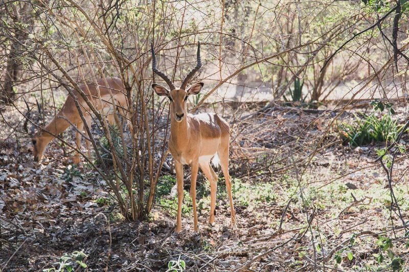 Neugierige Impalas in der Hotelanlage des Royal Livingstone Victoria-Falls Zambia