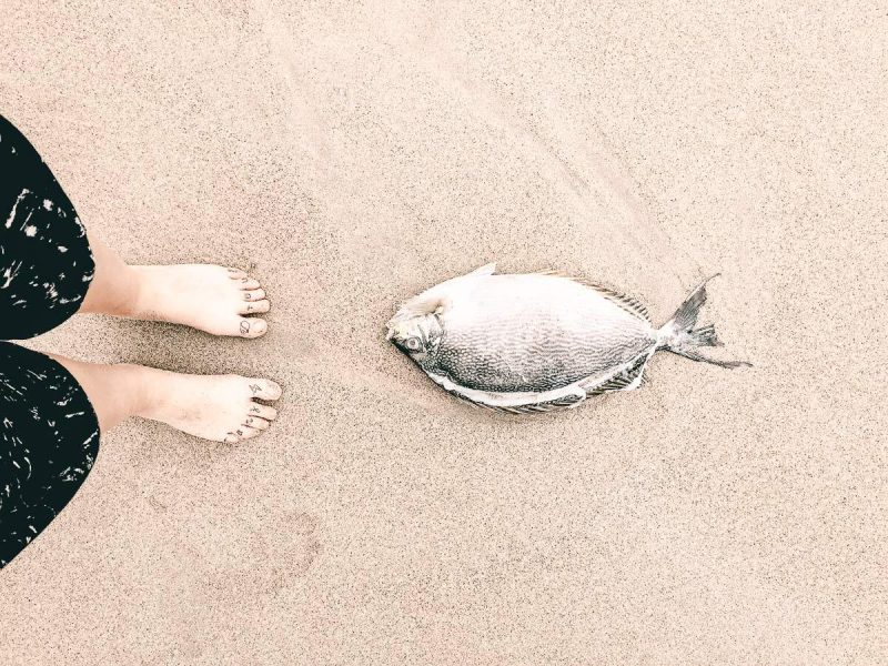 Toter Fisch in Tangalle