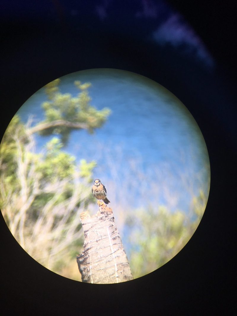 Vogel durch Fernglas
