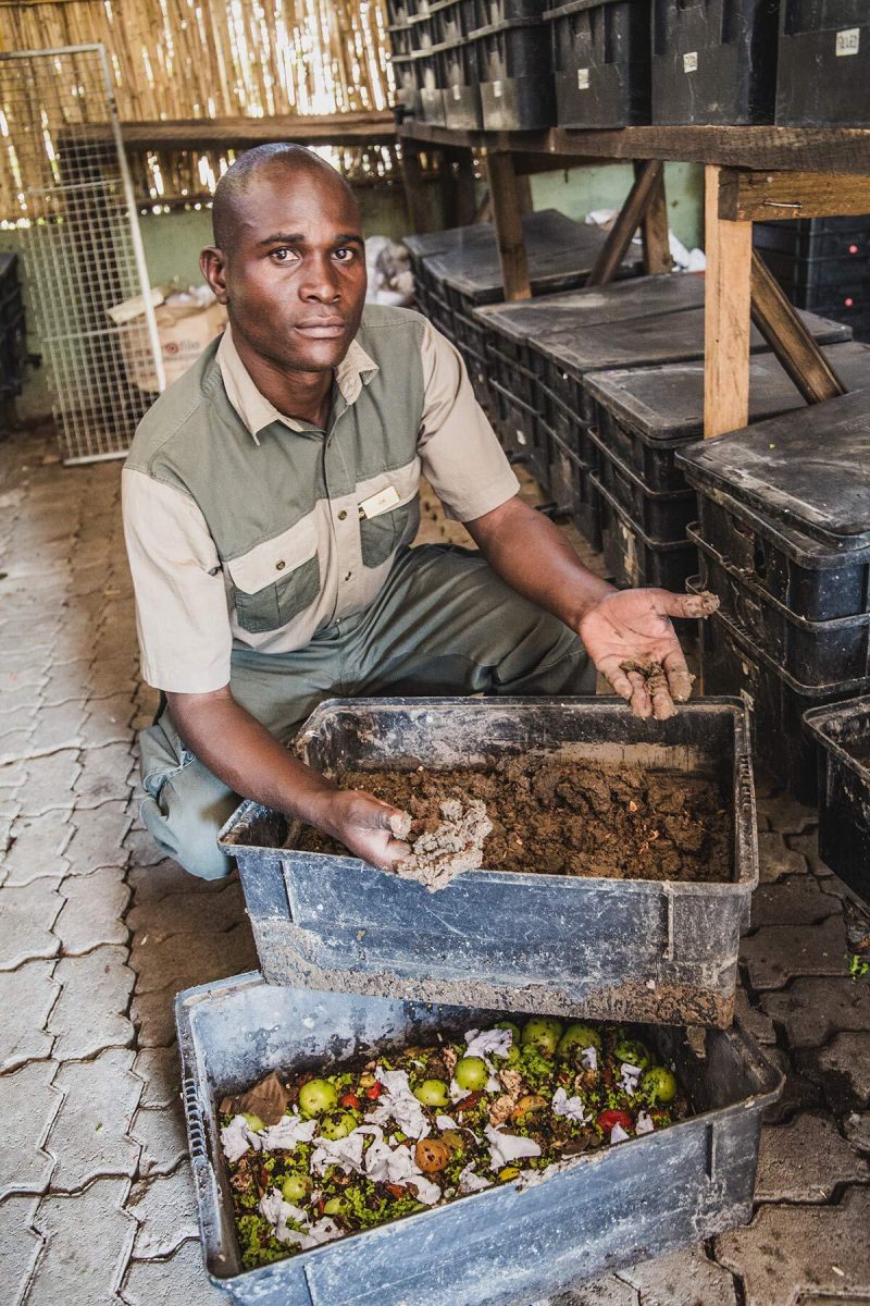 Wurmfarm Royal Livingstone