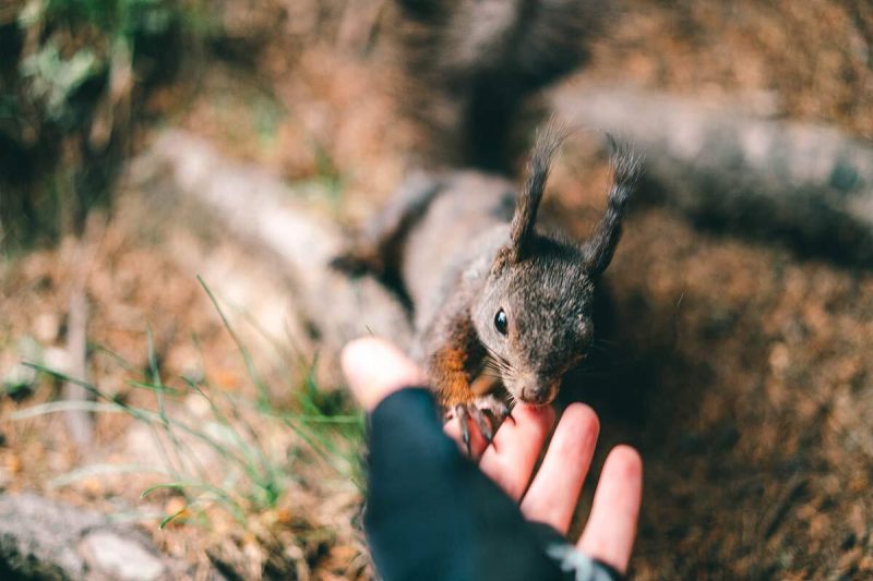 Arosa Eichhörnliweg