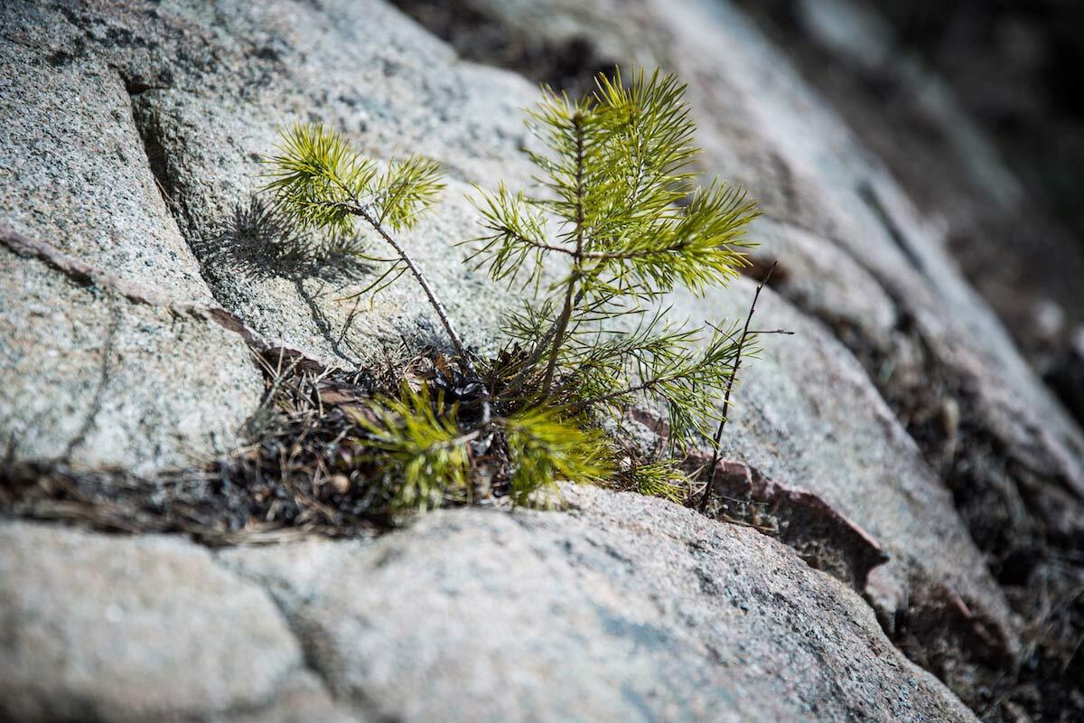 Natur pur Schweden