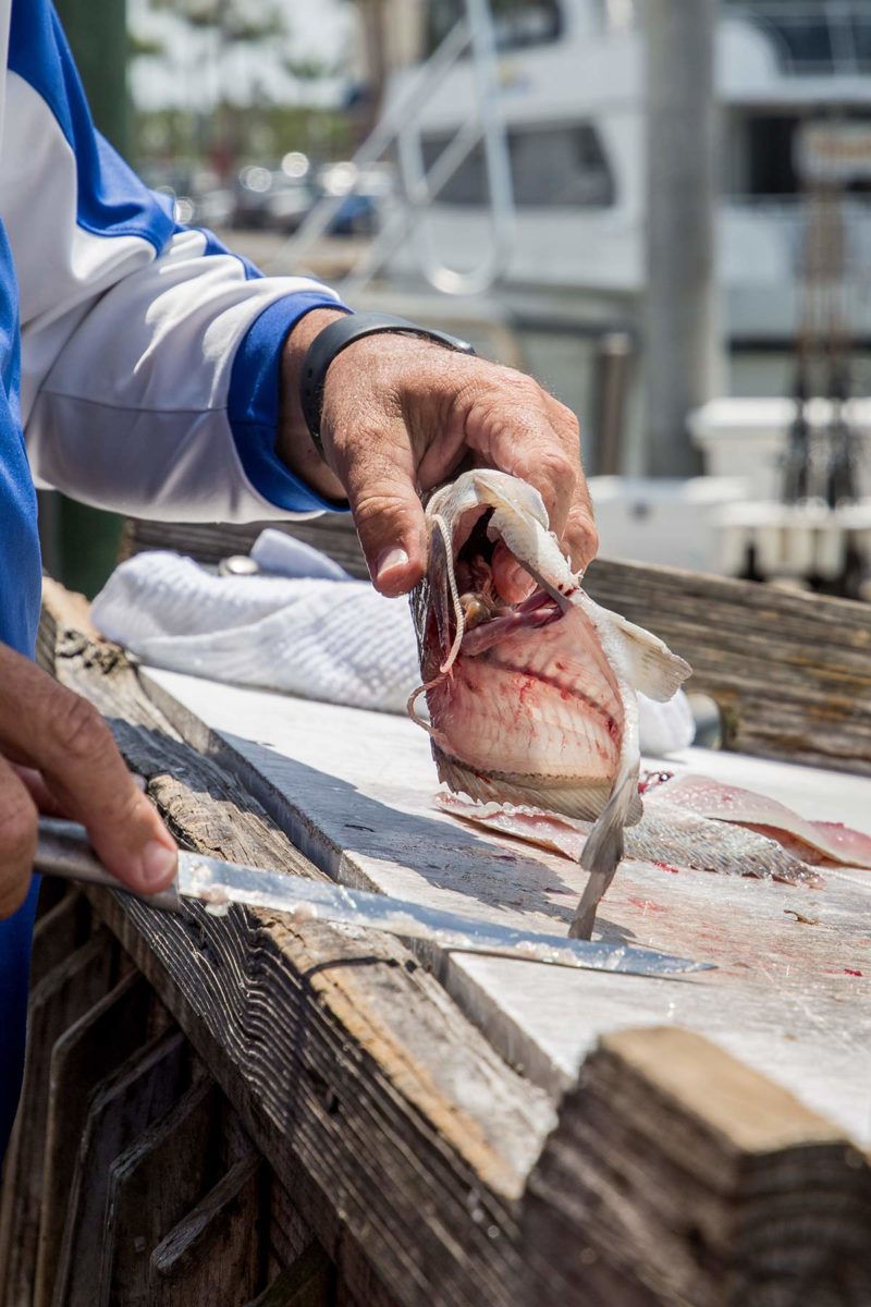 Frischer Fisch am Dock Tin City Naples