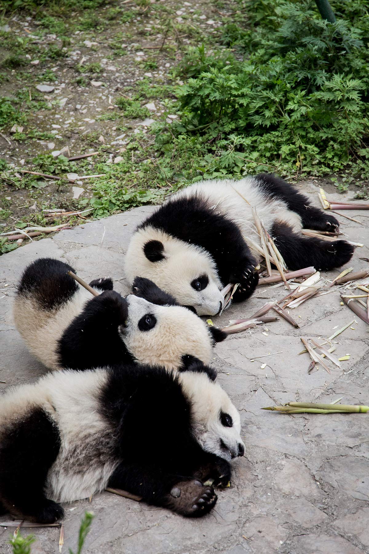 Pandababies in der Pandastation Wolong